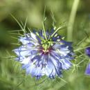 Jungfer im Grünen (Nigella damascena)